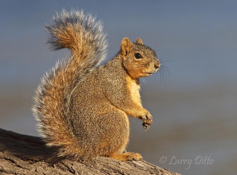 For Squirrel_Larry Ditto_70K4380 Fox Squirrel watching for the next newsletter.