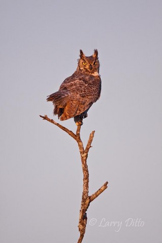 Great Horned Owl_Larry Ditto_MG_9474 The great horned owls are looking for mates right now. This whooter let me get within 50 yards for this shot.