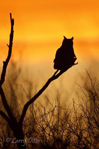 Great Horned Owl_Larry Ditto_MG_9512 A great horned owl in the brush country at sunset. For this shot, the thin clouds added a welcomed splash of color to the background.