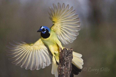 Green Jay landing