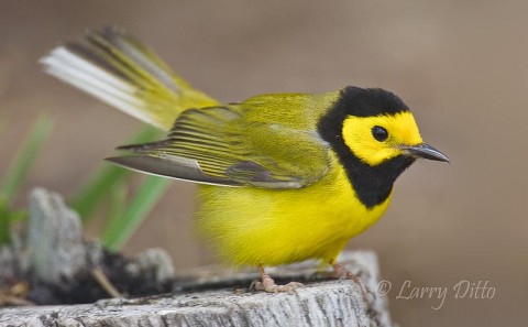 Hooded Warbler_Larry Ditto_70K2883 Male Hooded Warbler at minimum focus distance through a Canon EOS 1D Mark III camera and 500 mm IS Canon lens with 1.4X teleconverter from ground level
