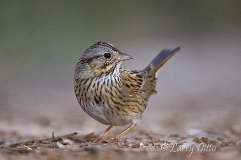 Lincoln's Sparrow_Larry Ditto_MG_9225 This feeding Lincoln's sparrow stayed close to brushy cover and kept to the shadows when possible. I shot this at ground level from a pit blind at the www.santaclara.com ranch.