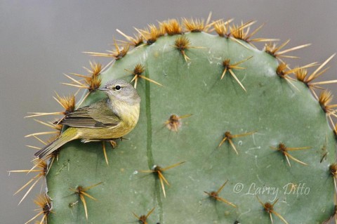 Orange-crowned Warbler_Larry Ditto_70K5256 Normally, I avoid having prickly pear cactus in the background, but by moving it close to the waterhole, I occasionally get bird crazy enough to perch on it. In this case, the orange-crowned warbler finds the large spines just right for his tiny feet.