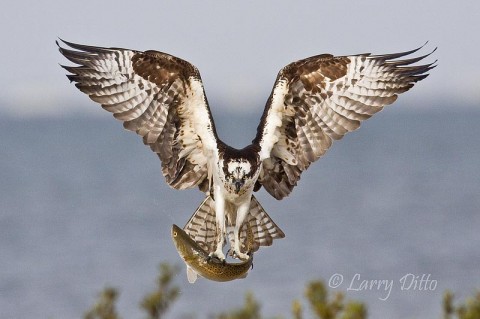 Osprey_Larry Ditto_MG_1075 The South Padre Island Photo Tour centers around marsh and beaches of the Laguna Madre on South Padre Island. Last year, some of us were ready to shoot when a beautiful osprey nailed a fish in the shallows right in front of us.