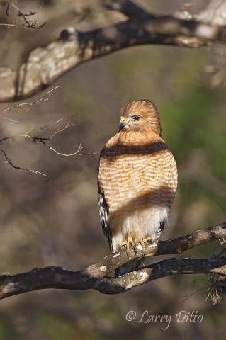 Red-shouldered Hawk_Larry Ditto_70K5110 Red-shouldered Hawk sunning on a tree branch in Texas hill country