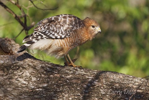 Red-shouldered Hawk_Larry Ditto_70K5118 While I was watching this red-shouldered hawk, it dived to the edge of the lake, caught something and returned to his perch to feed.
