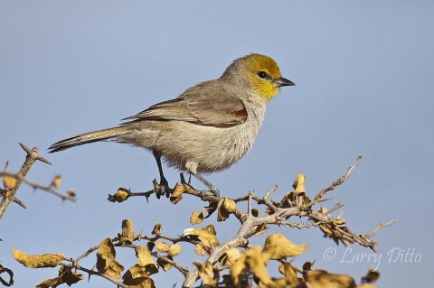Verdin_Larry Ditto_MG_9154 The Verdin is a desert brush country bird that we see occasionally at water holes in south Texas.