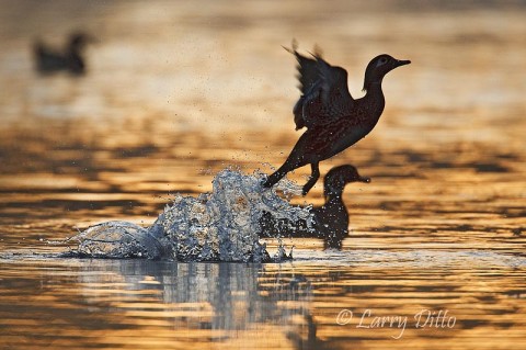 Wood Duck_Larry Ditto_70K4684 Wood duck flushing from golden water a sunrise.