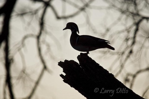 Wood Duck_Larry Ditto_70K4697 This wood duck was poised to soak up some rays at sunrise. I guess you have to arrive early to get the best spots, because I shot this almost a half hour before the sun popped up.