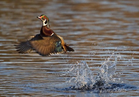 Wood Duck_Larry Ditto_70K4754 By watching the bird's body language, a photographer can often capture ducks flushing from the lake.