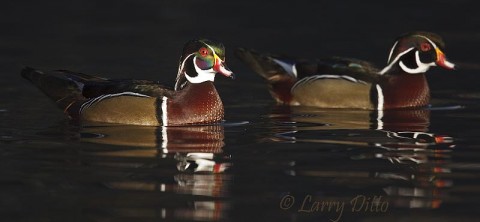 Wood Duck_Larry Ditto_70K4877 Male wood ducks in a spot of light just before sunlight
