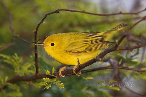 Yellow Warbler_Larry Ditto_70K3544 Yellow Warblers are among the most photographed migrants on South Padre Island during mid-April.