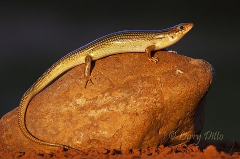 Great Plains Skink_Larry Ditto_MG_0526 Photographer, Paul Denman, uncovered this Great Plains Skink while helping Gene Gwen bury water lines at his nature photography ranch north of Edinburg, Texas.