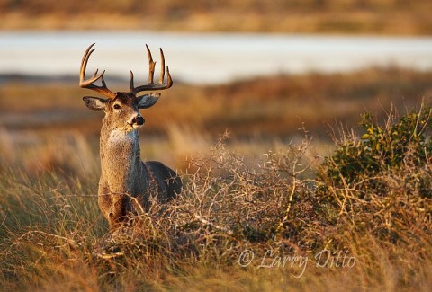 Sunsets and Deer