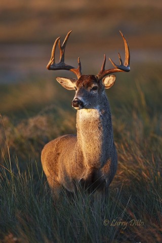 White-tailed Deer_Larry Ditto_70K2594 Big buck chasing scenting a doe at sunrise, south Texas.