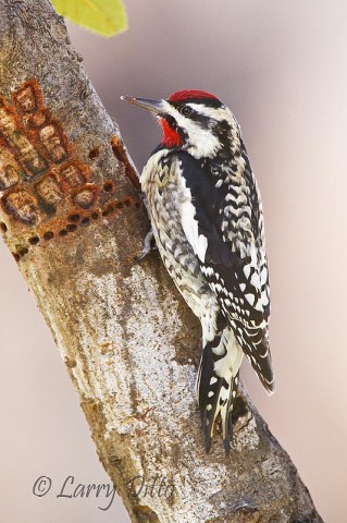 Yellow-bellied Sapsucker_Larry Ditto_MG_0038 Yellow-bellied Sapsucker drawing sap from holes he has pecked in the soft bark of an ornamental tree.