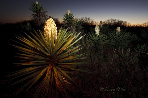 Yucca Painting_Larry Ditto_70K6563 Light painted yuccas (Spanish Dagger) in bloom looking west just after sunset.