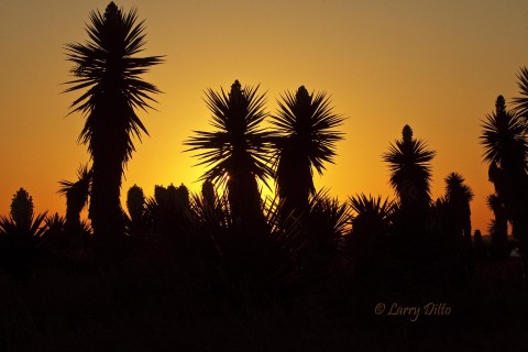 Yucca Silhouettes_Larry Ditto_MG_0592 Yuccas silhouetted against sunset sky.