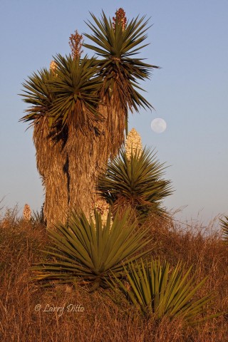 Yuccas Blooming_Larry Ditto_MG_0572 Spanish Dagger and moon just before sunset.