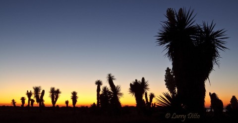 Yuccas at Sunset_Larry Ditto_MG_0625 Silhouetted yucca forest east of Brownsville, Texas just after sunset.
