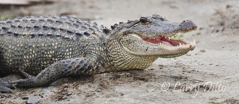 American Alligator sunning at the South Padre Island Birding and Nature Center