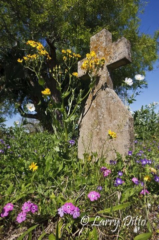Another Cowboy Grave_Larry Ditto_70K8017 At a historic cowboy cemetary near Sarita on the lower Texas coast, wildflowers filled the landscape between headstones and markers.