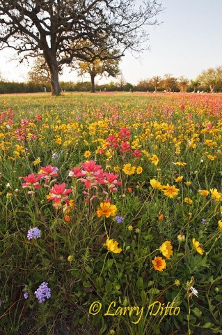 Berclair Cemetary_Larry Ditto_70K8558 During the last week of March, the Berclair cemetary between Beeville and Goliad was covered in wildflowers. This shot was done with a 16-35 mm Canon lens with polarizer at sunrise.