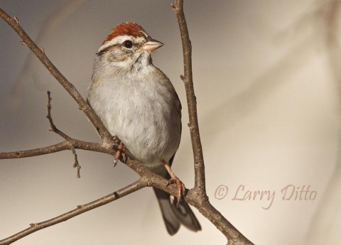 Chipping Sparrow_Larry Ditto_MG_1193 Chipping Sparrows and house finches quickly found a feeder hung at a Junction, Texas ranch house. It shows how little effort is required to attract songbirds when good habitat is nearby.