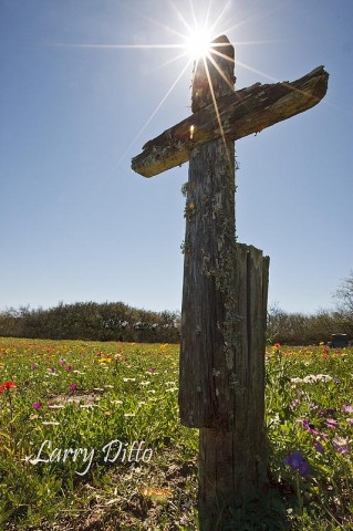 Cowboy's Grave_Larry Ditto_70K7979 Several graves for old cowboys in the Kenedy Ranch cemetary only had lichen wooden crosses weathering on the flower covered prairie.