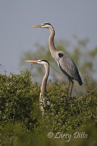 Great Blue Heron_Larry DittoGreat Blue Heron_Larry Ditto_70K8528 Great Blue Herons were nesting by late February. This shot was with a 500 mm Canon IS lens and Canon 1D Mark III camera on a Gitzo CF tripod and Wimberley head.