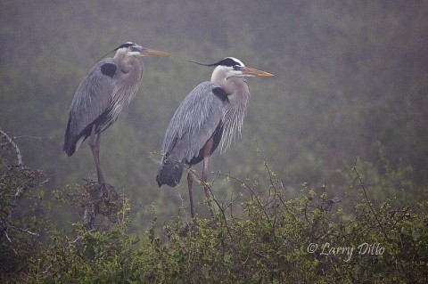 Great Blue Heron_Larry Ditto_MG_0669 Great Blue Heron pair sitting calmly in a cold March fog.