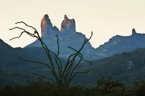 Big Bend National Park_Larry Ditto_70K8292 Ocotillo and "Mule Ears" at sunrise, Big Bend National Park, Texas.