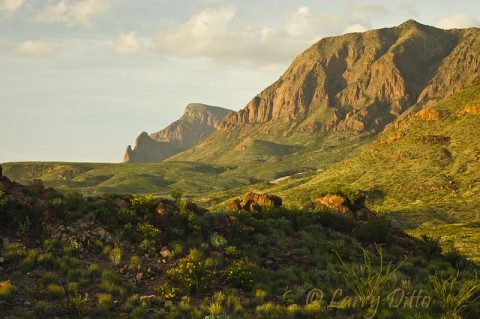 Big Bend National Park_Larry Ditto_70K8839 Sunset shadows falling on a desert in bloom at the west edge of the Chisos Mountains.