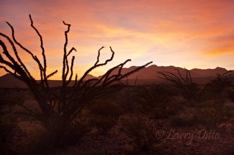Big Bend National Park_Larry Ditto_70K8885 Ocotillo and the Chisos Mountains in Big Bend National Park at sunrise.