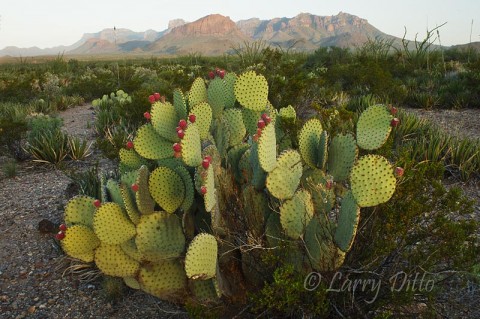 Big Bend National Park_Larry Ditto_70K9038 Sunrising on the Chisos Mountains with prickly pear cactus on the desert floor.