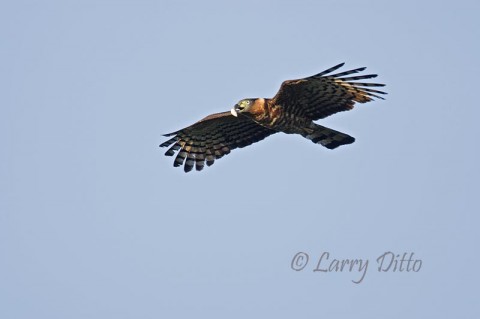 Hook-billed Kite_Larry Ditto_70K7795 Hook-billed Kite carrying a snail in its beak.