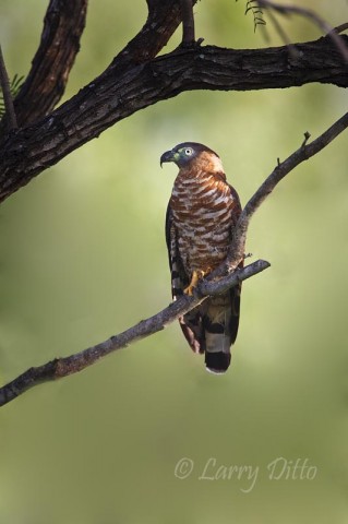 Hook-billed Kite_Larry Ditto_70K8117 Adult Hook-billed Kite searching for snails on mesquite and retama limbs near the Rio Grande