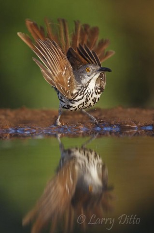 Long-billed Thrasher_Larry Ditto_70K7605 Come and shoot with me on one of the south Texas ranches, and I will show you how to get this kind of shot.