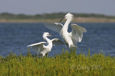 Reddish Egrets_Larry Ditto_70K6721 White morph of the Reddish Egret; young begging for fish.