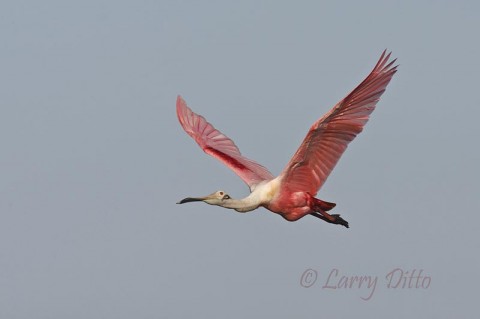 Roseate Spoonbill_Larry Ditto_70K6405 Roseate Spoonbill with nice breeding plumage.