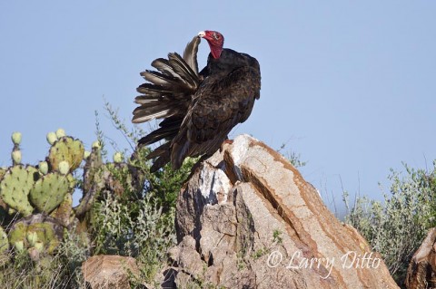 Turkey Vulture_Larry Ditto_MG_4990 Turkey Vulture preening in early morning.