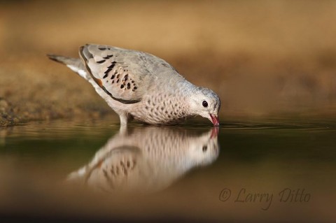 Common Ground-Dove_Larry Ditto_MG_2823 All is quiet at the photo blind pond when this molting ground-dove appraaches for a drink.