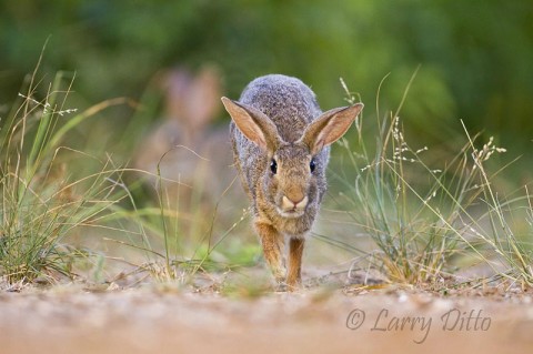 Cottontail Rabbit_Larry Ditto_MG_3739 Testing the auto focus capabilities of my new Canon 7D with a running cottontail.