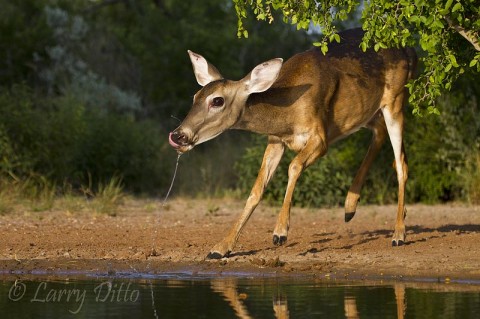 Doe Drinking_Larry Ditto_MG_3718 A nervous doe white-tailed deer backing away from the pond when my camera shutter begins to click.
