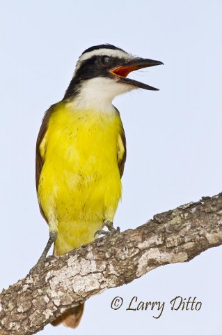 Great Kiskadee_Larry Ditto_MG_3539 A vociferous Great Kiskadee appeared at the photo blind pond one afternoon, but was too cautious to come down for a drink.