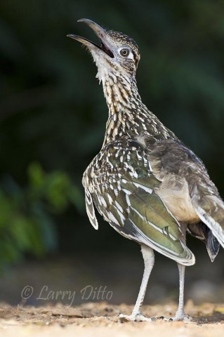 Greater Roadrunner_Larry Ditto_MG_3610 This Greater Roadrunner kept its wings spread and bill open to stay cool on a hot August afternoon.