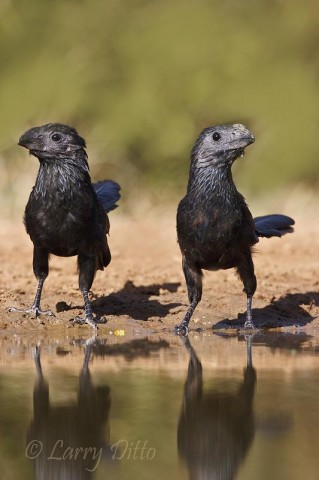 Groove-billed Ani_Larry Ditto_MG_2878 You will hear the Groove-billed Anis before they arrive at your blind. Those big bills are great for separating legs and wings from juicy grasshoppers.