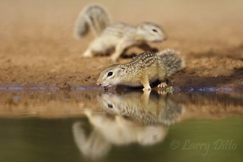 Mexican Ground-squirrel_Larry Ditto_MG_2968 When the birds are molting, I prefer to not place perches around the water hole. This keeps the banks free of distracting objects as mammals and birds approach the water.