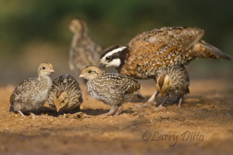 Northern Bobwhite_Larry Ditto_MG_4143 In a wet year like this one, Northern Bobwhites may produce more than one brood. These chicks are probably hatch number two.