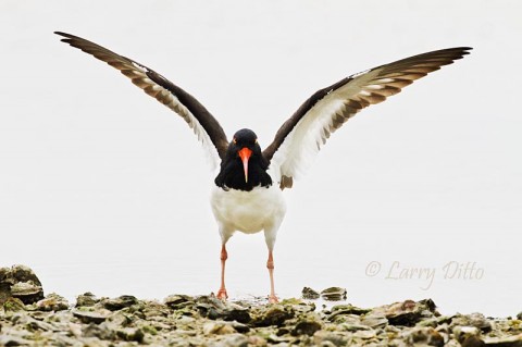 American Oystercatcher stretching before it begins to feed on an oyster bar in Aransas Bay near Rockport, Texas.